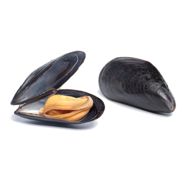 Mejillón Negro