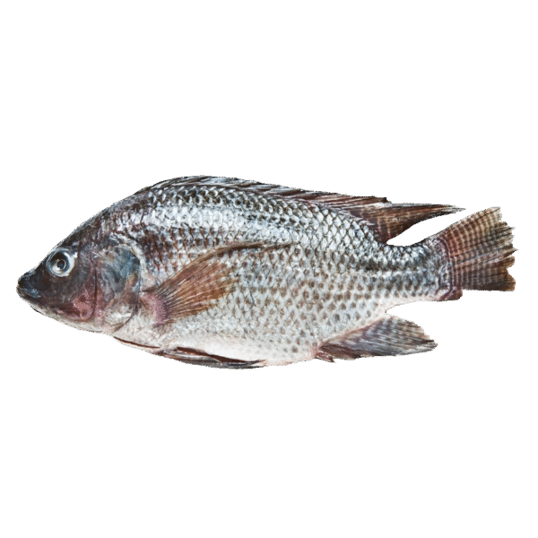 Tilapia Entera