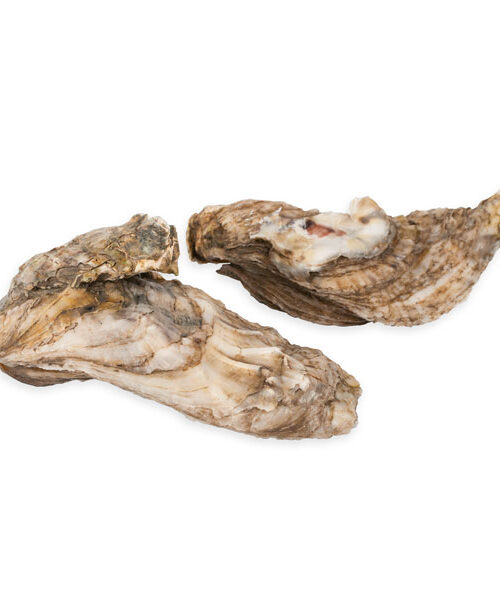 Ostion Concha Pieza Pacifico